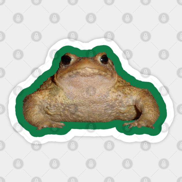 Herper Bufo Bufo European Toad Vector Sticker by taiche